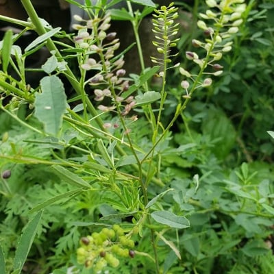 Lepidium densiflorum — flower