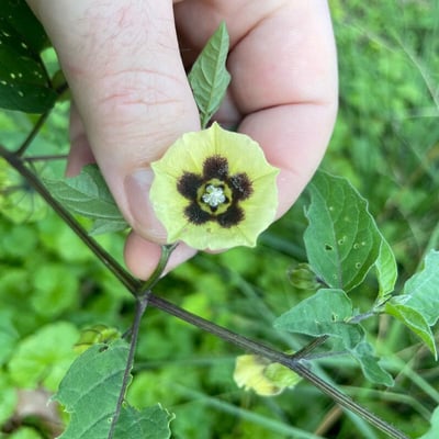 Physalis longifolia — flower