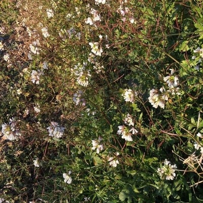 Erucastrum nasturtiifolium — flower