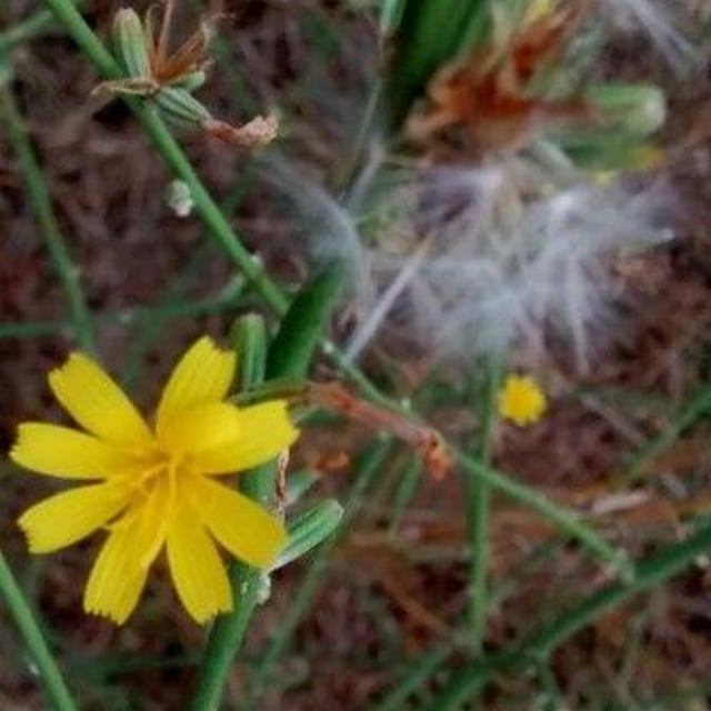 Chondrilla juncea — flower