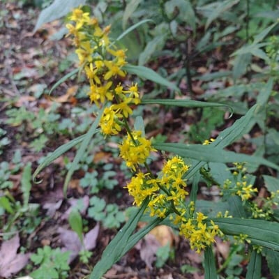 Solidago flexicaulis — flower
