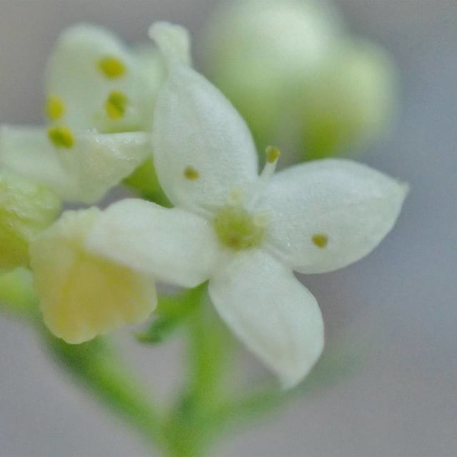 Galium pusillum — flower