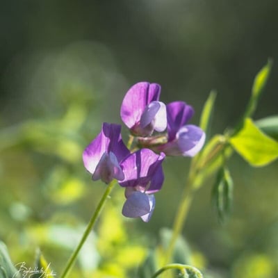 Lathyrus palustris — flower