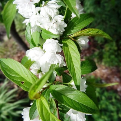 Prunus japonica — flower