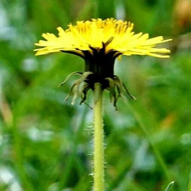Leontodon hispidus — flower