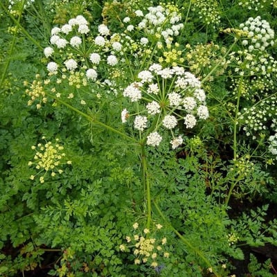 Oenanthe crocata — flower