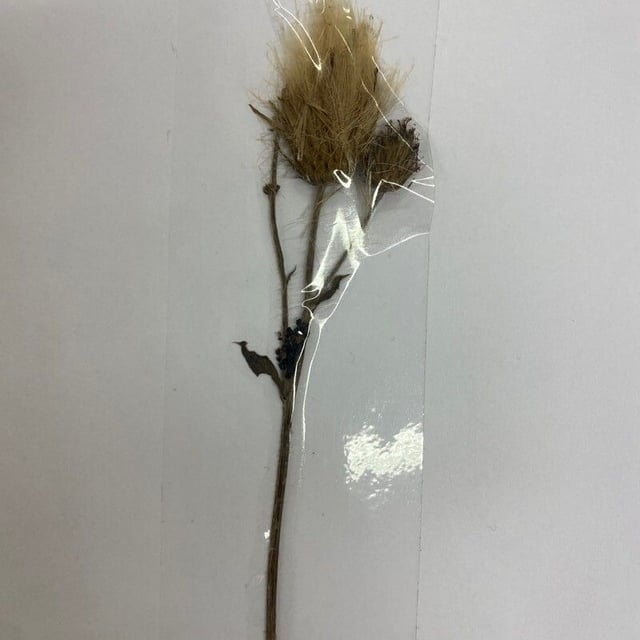 Carlina biebersteinii — flower