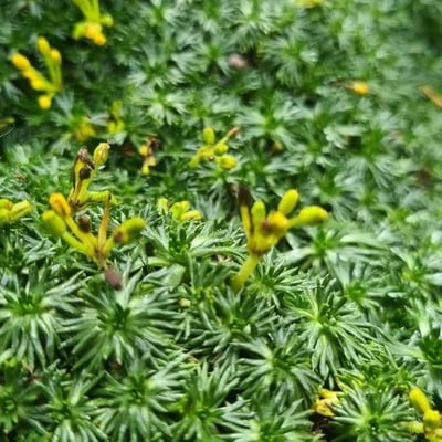 Azorella trifurcata — flower