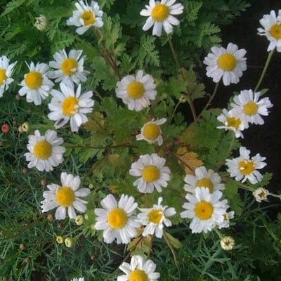 Tanacetum parthenium — flower