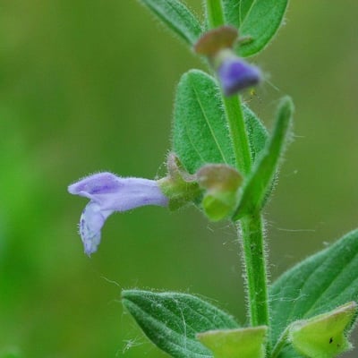 Scutellaria parvula — flower