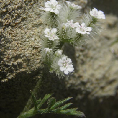 Torilis leptophylla — flower