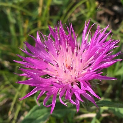 Centaurea aspera — flower