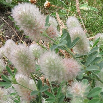 Trifolium arvense — flower