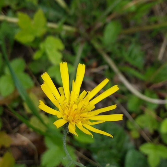 Hieracium maculatum — flower