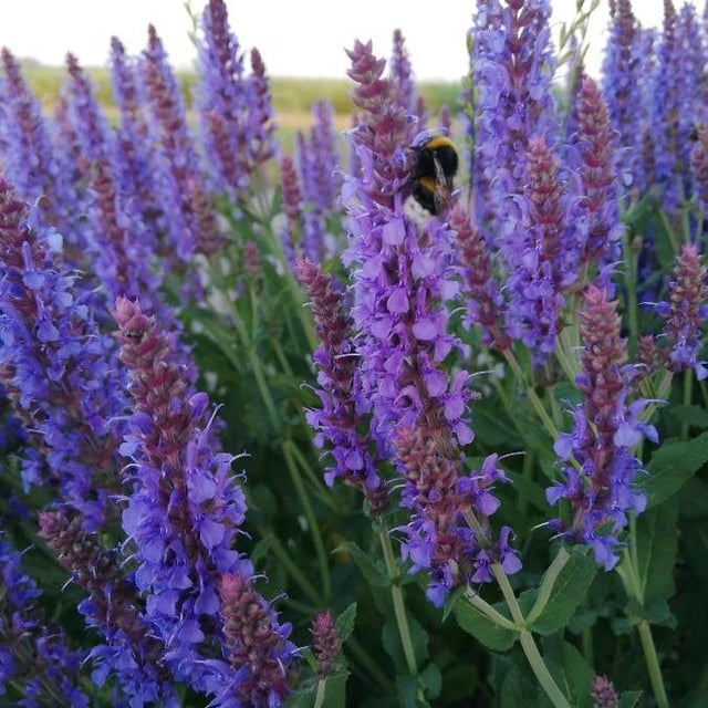 Salvia nemorosa — flower