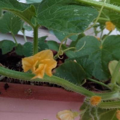 Cucumis melo — flower