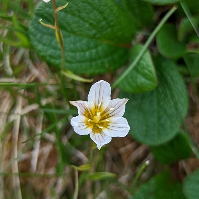 Gagea serotina — flower