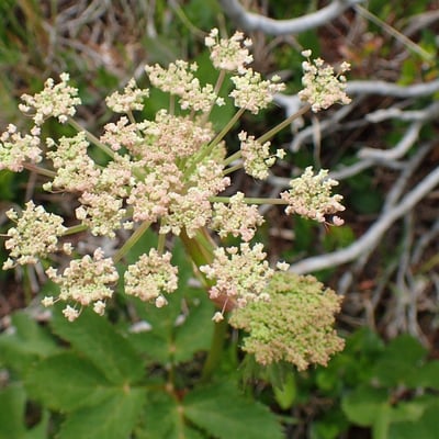 Peucedanum ostruthium — flower