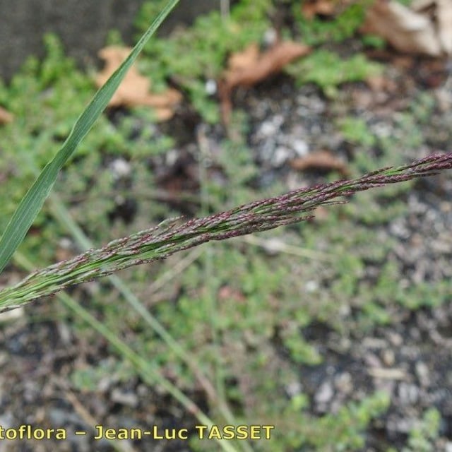 Eragrostis pilosa — flower