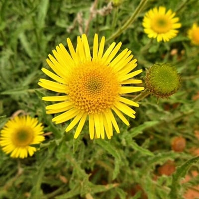 Asteriscus graveolens — flower