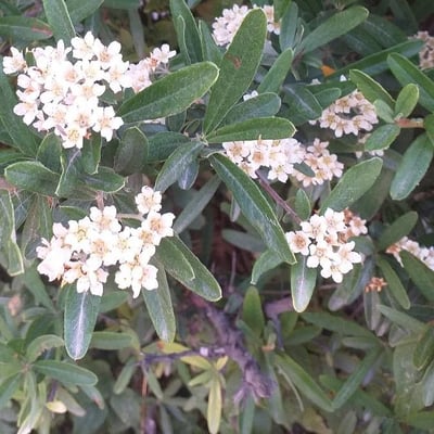 Pyracantha coccinea — flower