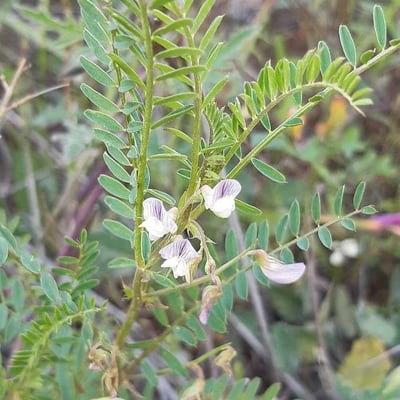 Vicia ervilia — flower