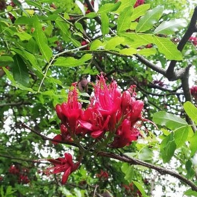 Schotia brachypetala — flower