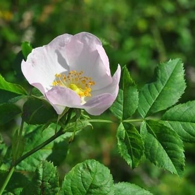 Rosa squarrosa — flower
