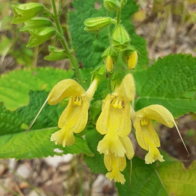 Salvia glutinosa — flower