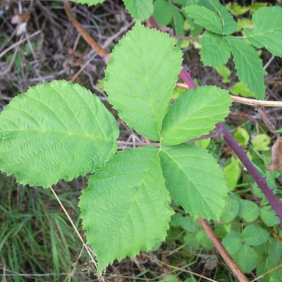 Rubus scabrosus — leaf