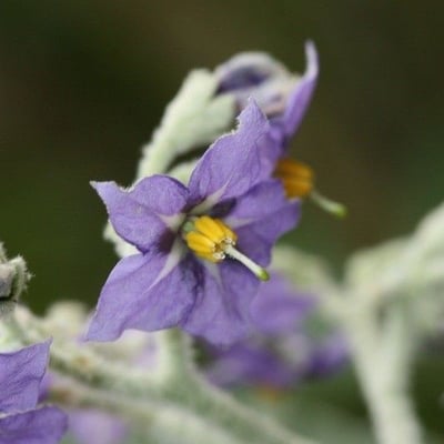 Solanum mauritianum — flower
