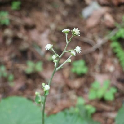 Adenocaulon himalaicum — flower