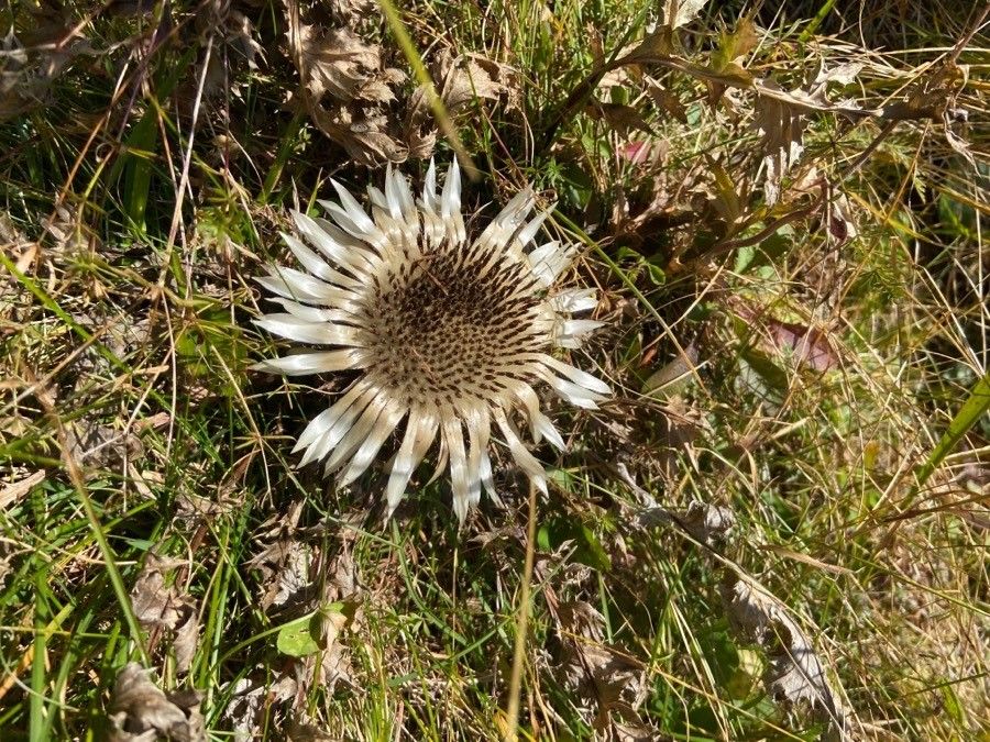 Stemless carline thistle