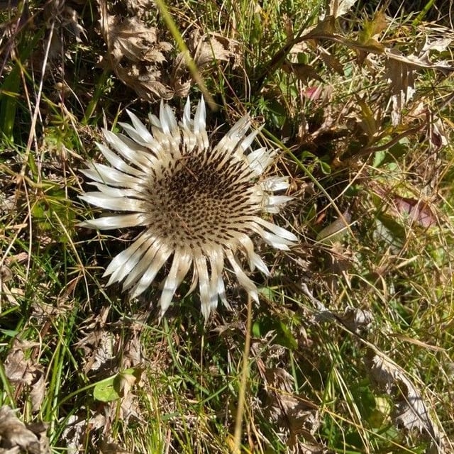 Carlina acaulis — flower