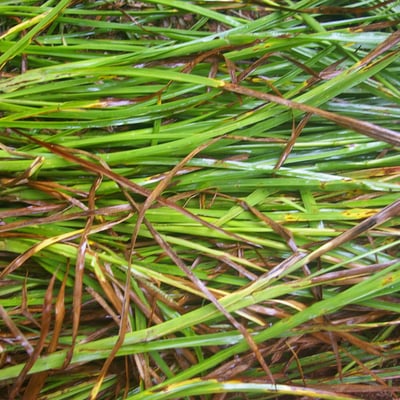 Paspalum plicatulum — leaf