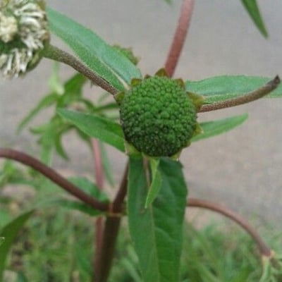 Eclipta prostrata — flower