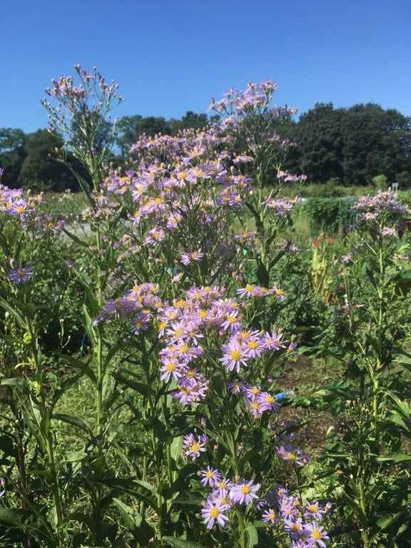 Tartarian aster