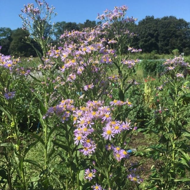 Tartarian aster