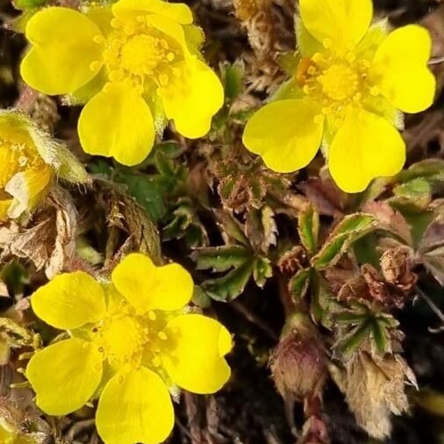 Potentilla pusilla — flower
