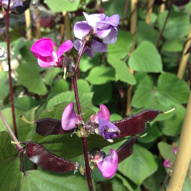 Lablab purpureus — flower