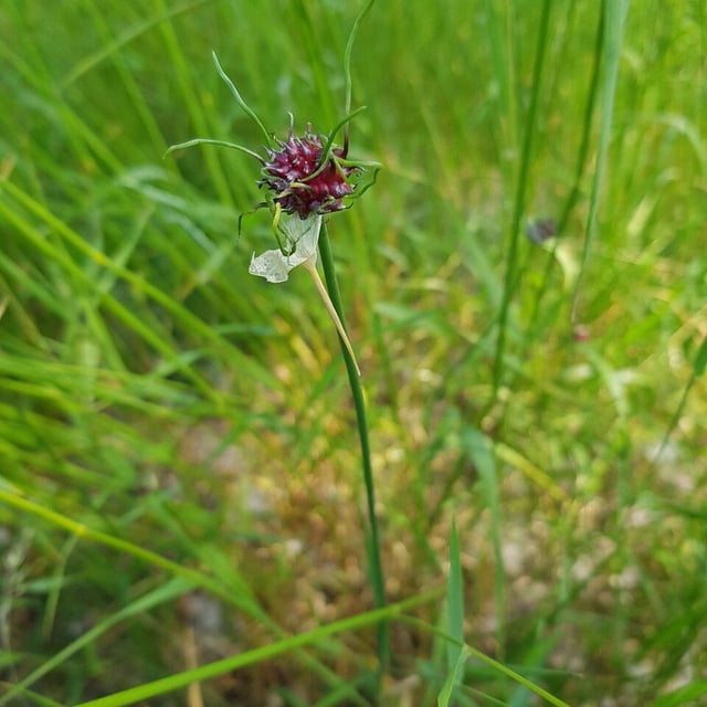 Allium vineale — flower