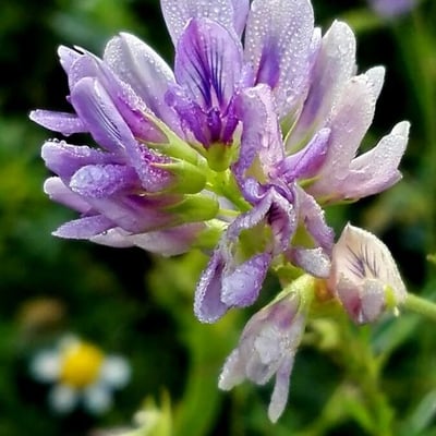 Medicago sativa — flower