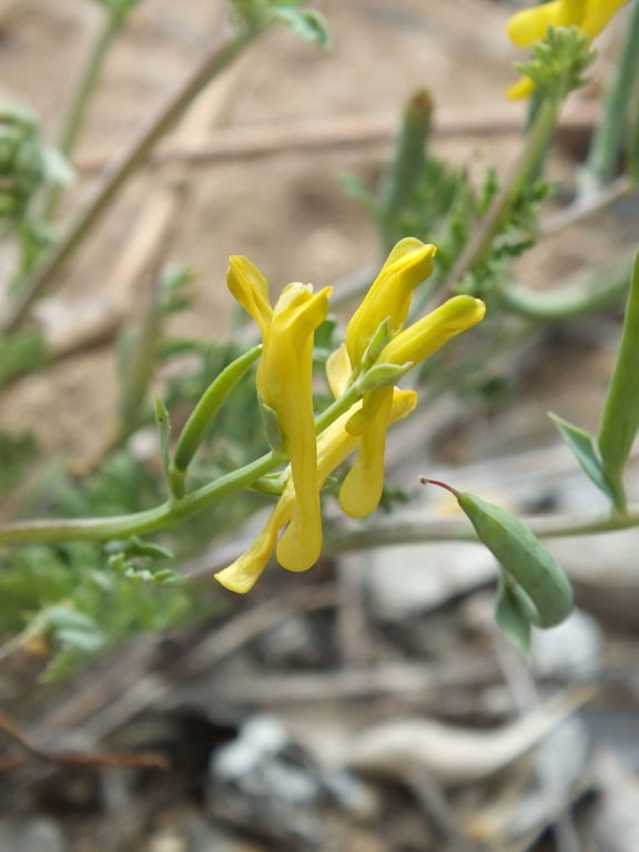 Golden corydalis