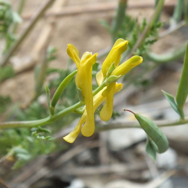 Corydalis aurea — flower