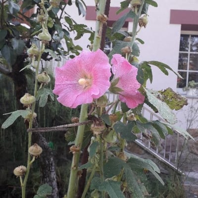 Alcea rosea — flower