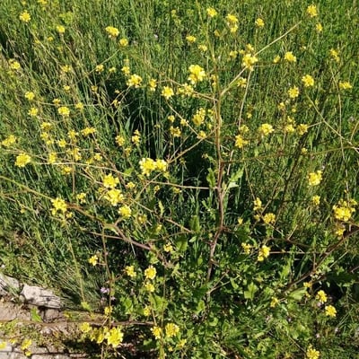 Rapistrum rugosum — flower