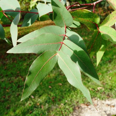 Eucalyptus dalrympleana — leaf