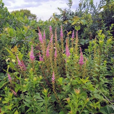 Spiraea tomentosa — flower