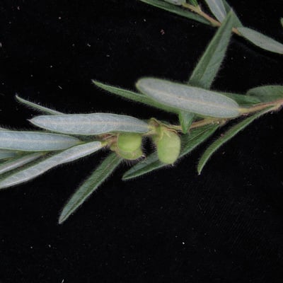 Eriosema chinense — habit