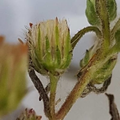 Dittrichia graveolens — flower
